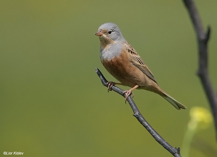     Cretzschmar's Bunting  Emberiza caesia            , 2009.: 